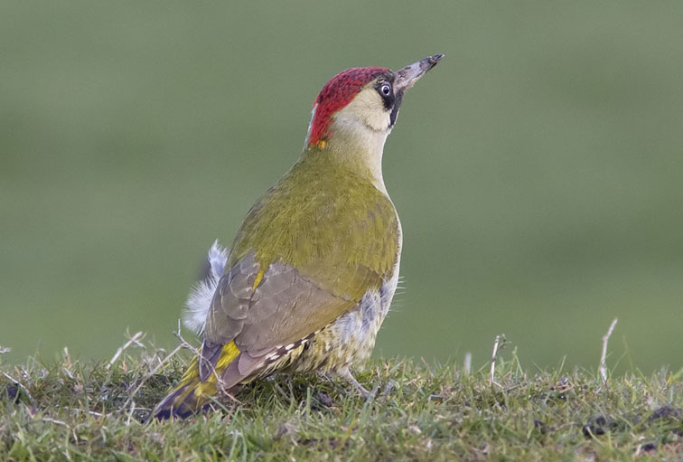 Groenespecht250308B